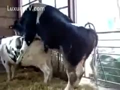 The mating behavior of cows